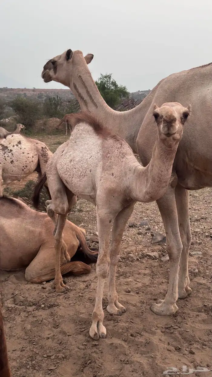 قعدان 1