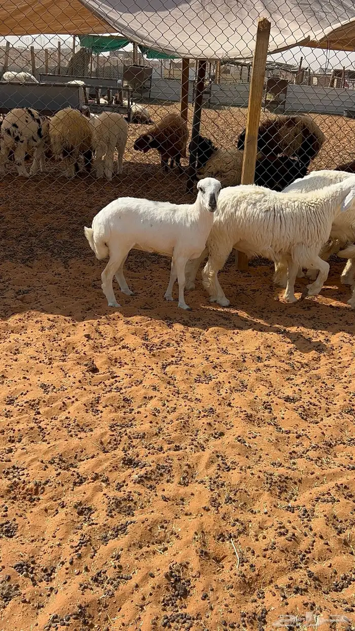 رخل رفيديه دافع 1