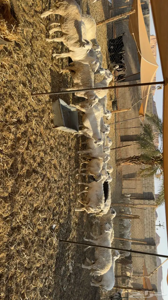 غنم دفيع ومقرعه 0