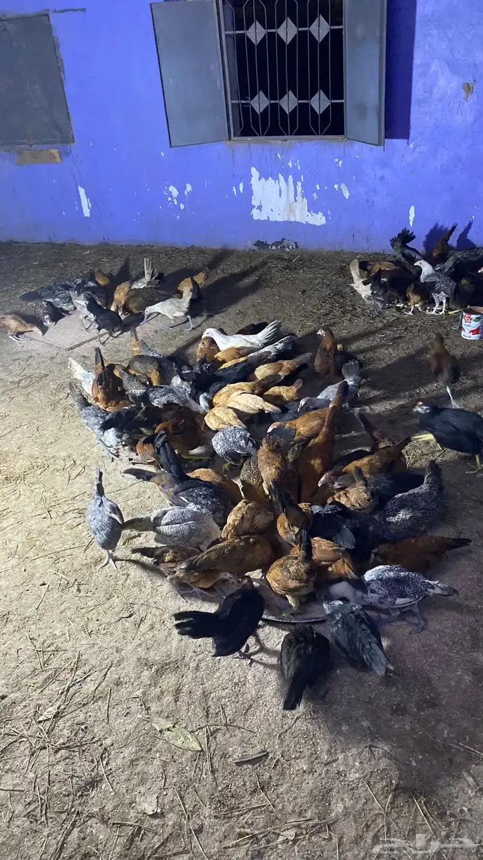 دجاج للبيع فقاسه العمر 2