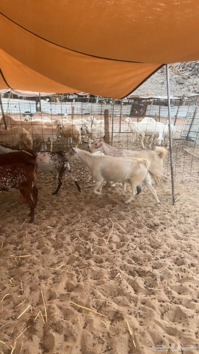 معزاء جنوبيه تهاميه طيبه جدا 5