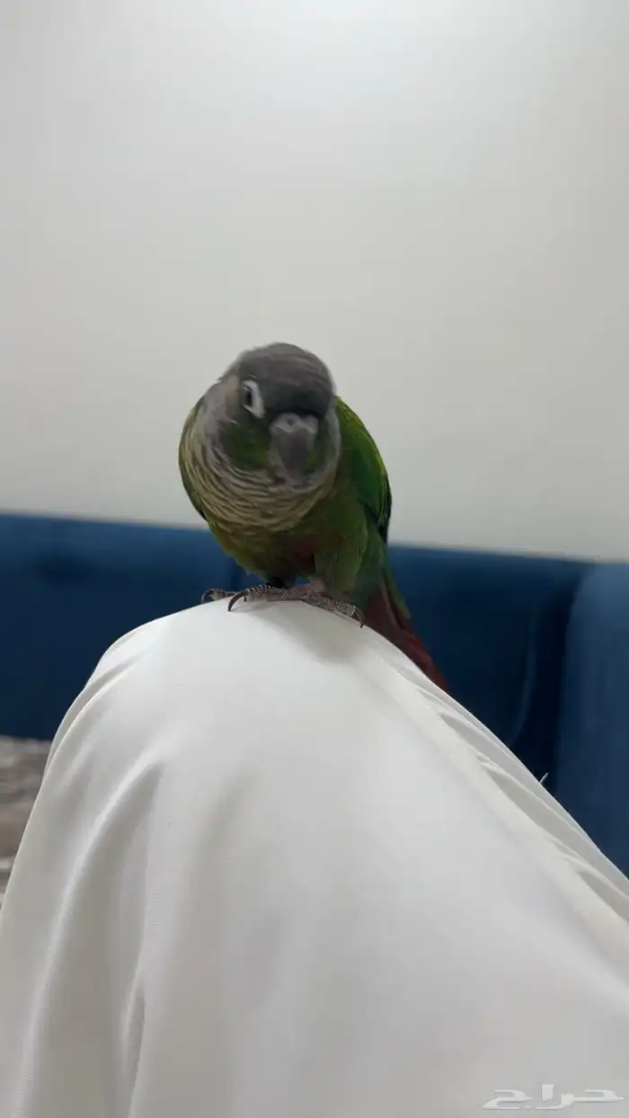 طيور 0
