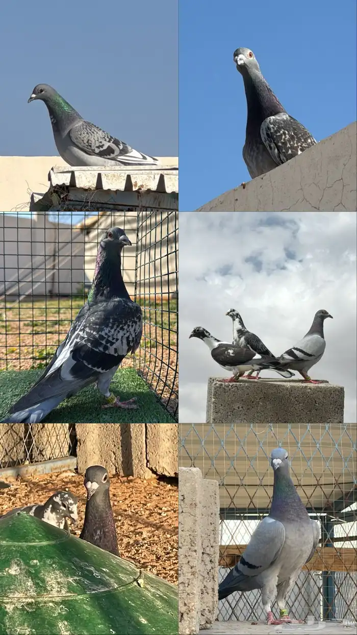 حمام زاجل سباق 4