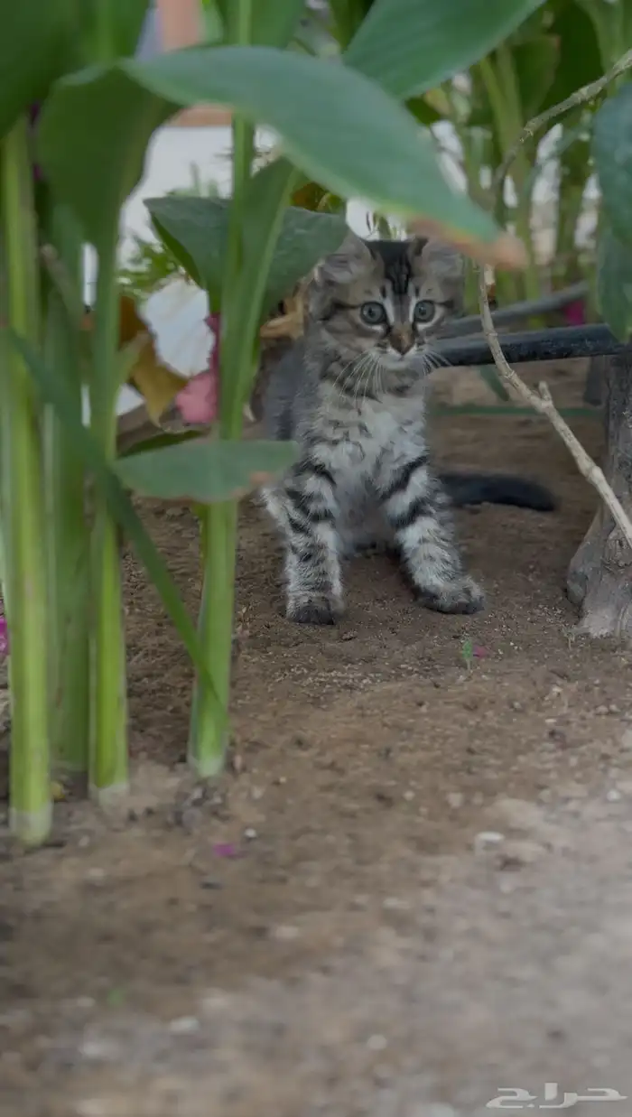قطط شيرازي تبني 4