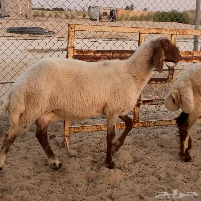 ثلاث شياه نعيم 1