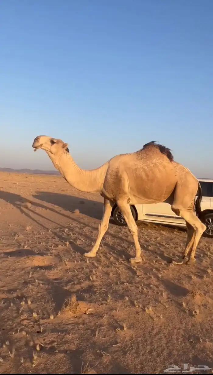 بعير اشقح 0