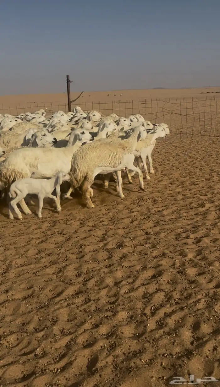 غنم حريه حرش للبيع 3