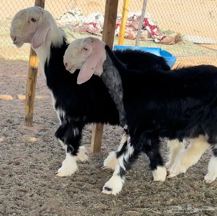 رخل وطلي نجد خصم منوة القناي 4