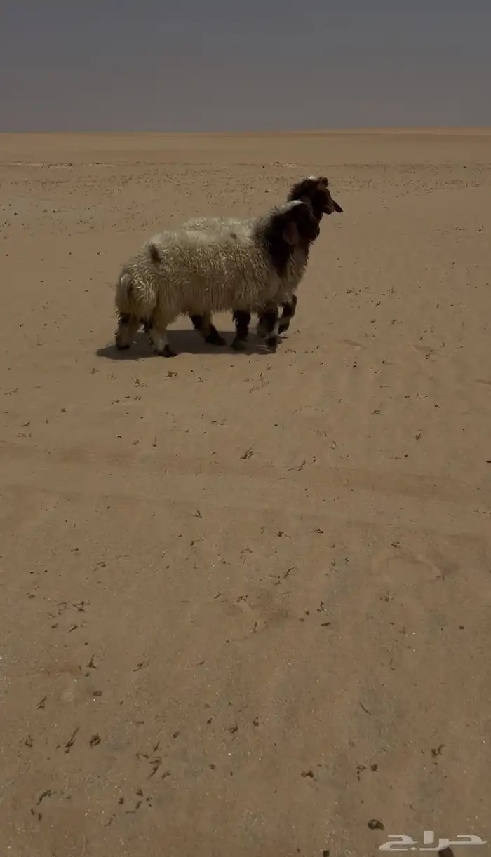 ذبايح كفو 0