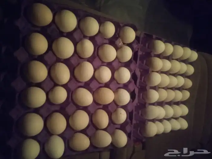 بيض دجاج بلدي فيوم 1