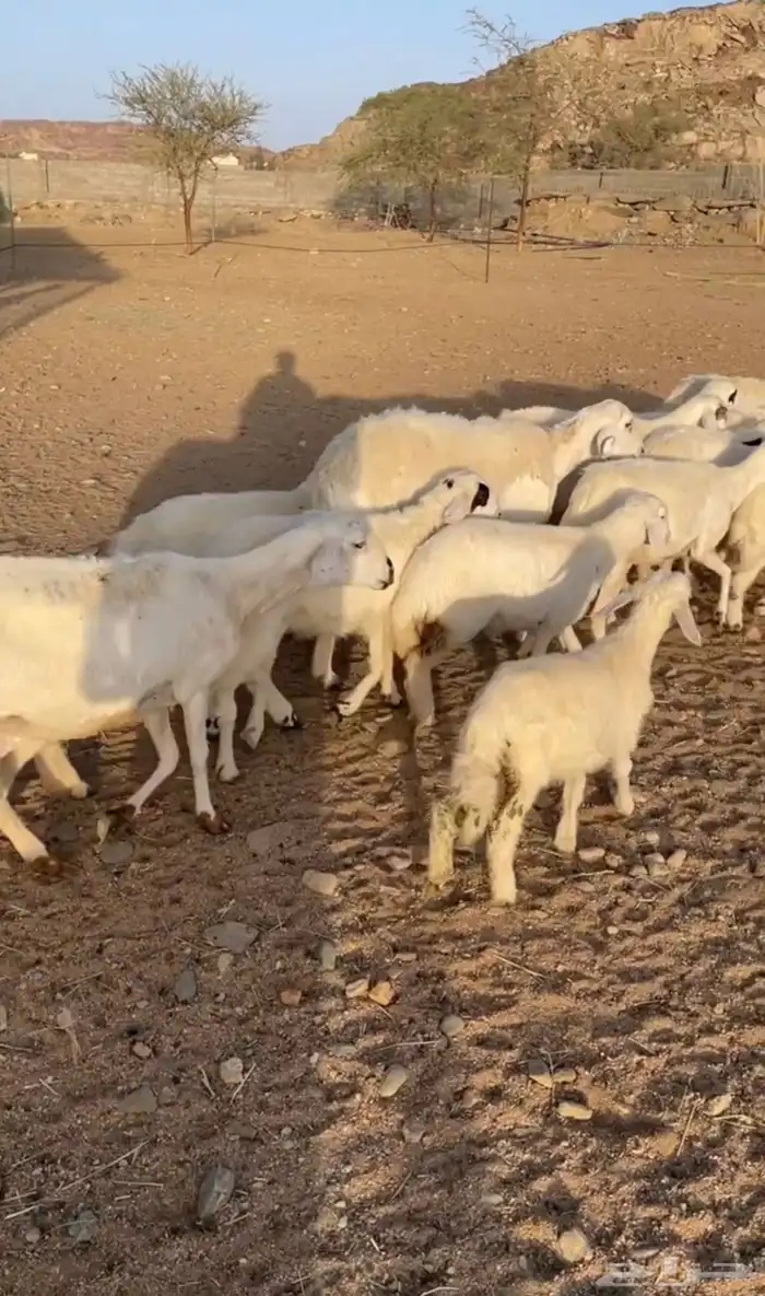 غنم مراح كفو شرط من كل الامراض 1