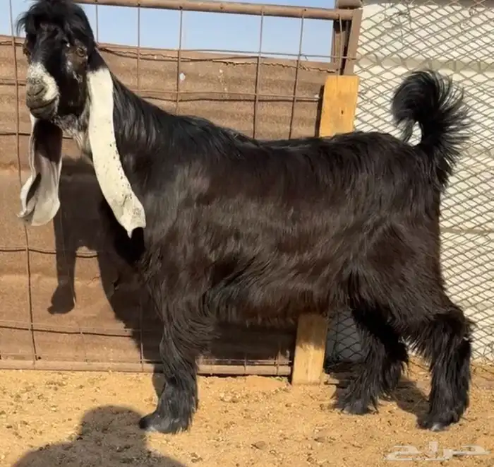 للبيع جفر مشروع فحل كفو راس صعب 1