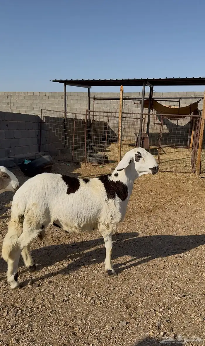 طليان وتيوس وسواكن مرابي للبيع مع خدمة الذبح والتوصيل 9
