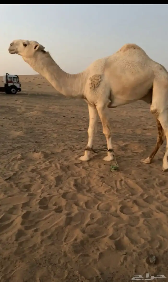 للبيع قعود 0