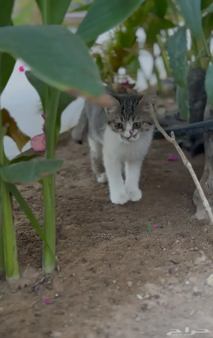 قطط شيرازي تبني 7