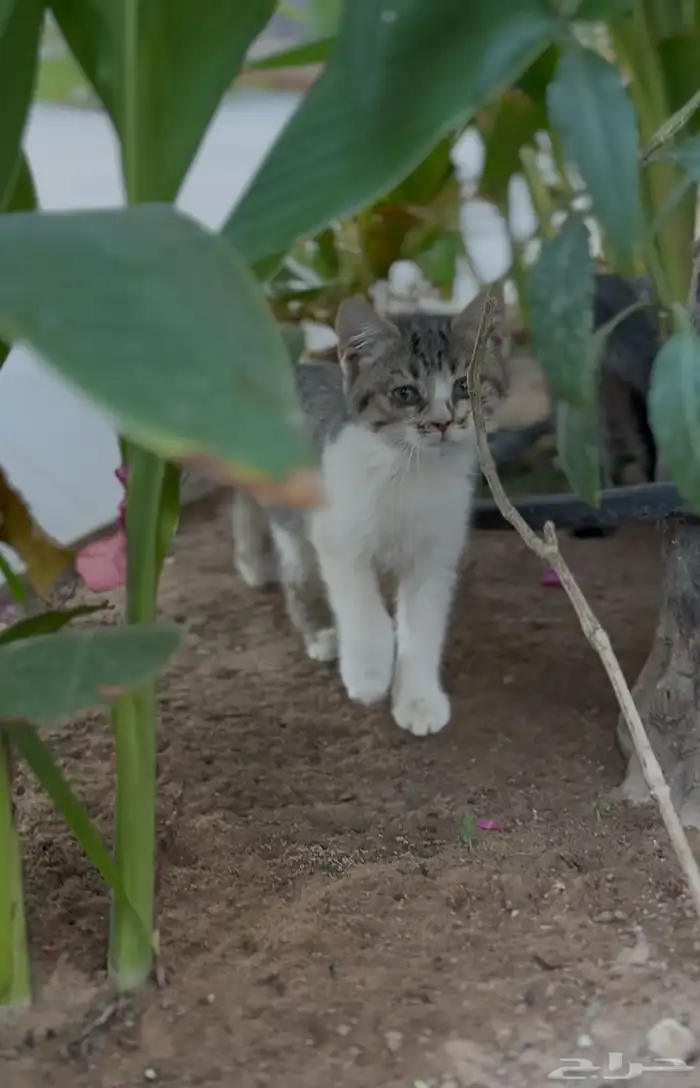 قطط شيرازي تبني 6