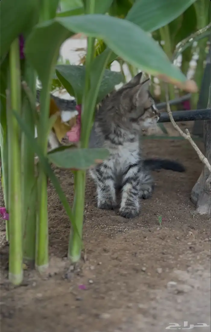 قطط شيرازي تبني 3