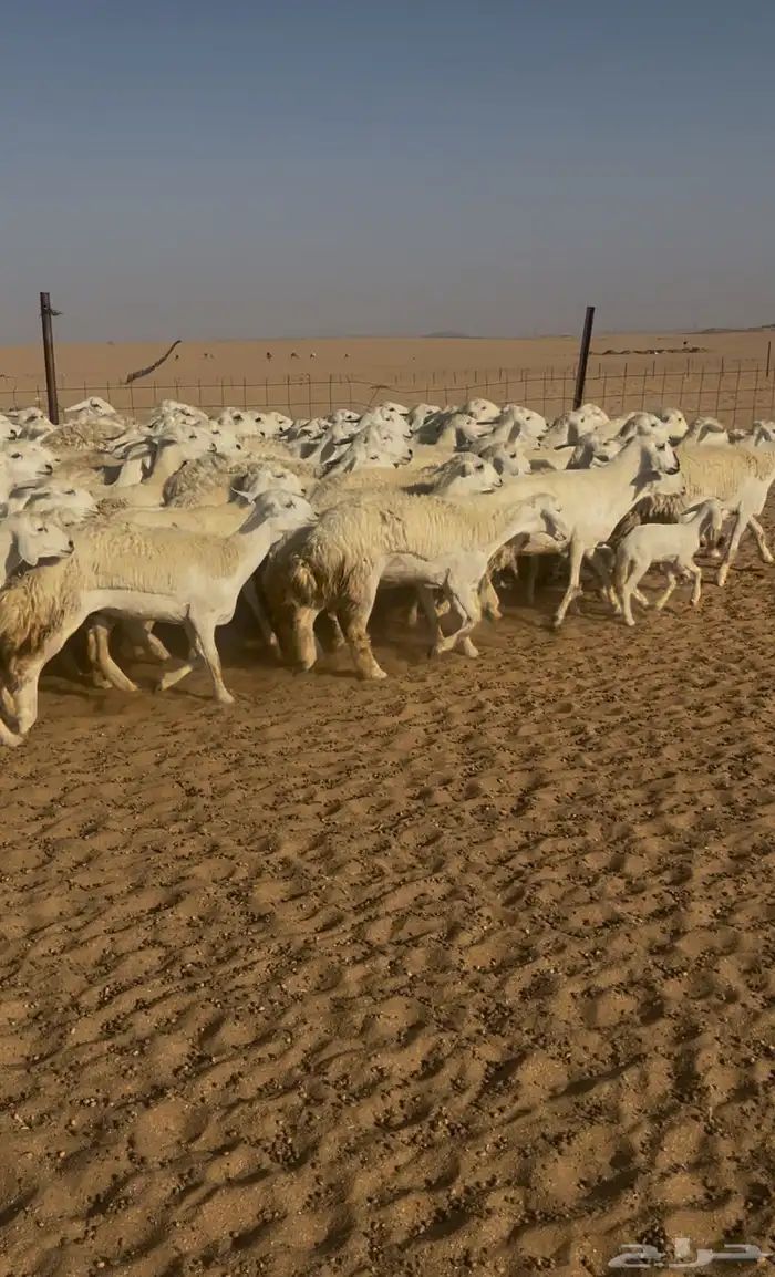 غنم حريه حرش للبيع 1