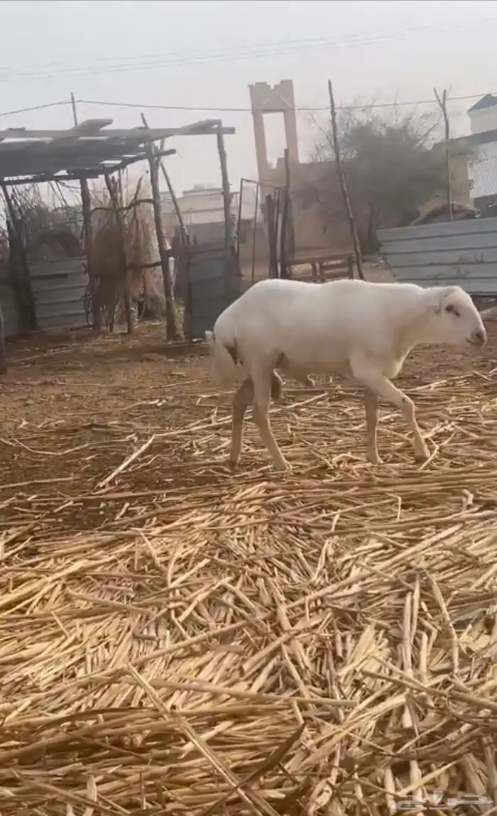 فحل بلدي السن ثني مشروط ضراب يوجد له مقاطع 0