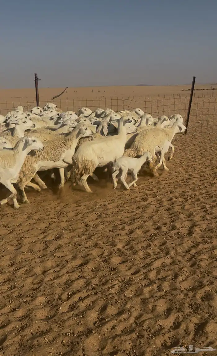 غنم حريه حرش للبيع 2