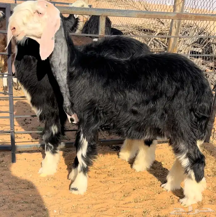 رخل وطلي نجد خصم منوة القناي 1