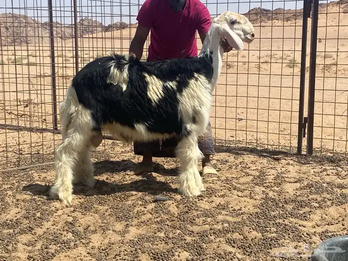 للبيع طليان مشاريع فحول العدد 2 اعمرهن 4 الا 5 شهور 0
