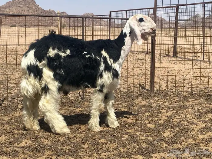 للبيع طليان مشاريع فحول العدد 2 اعمرهن 4 الا 5 شهور 1