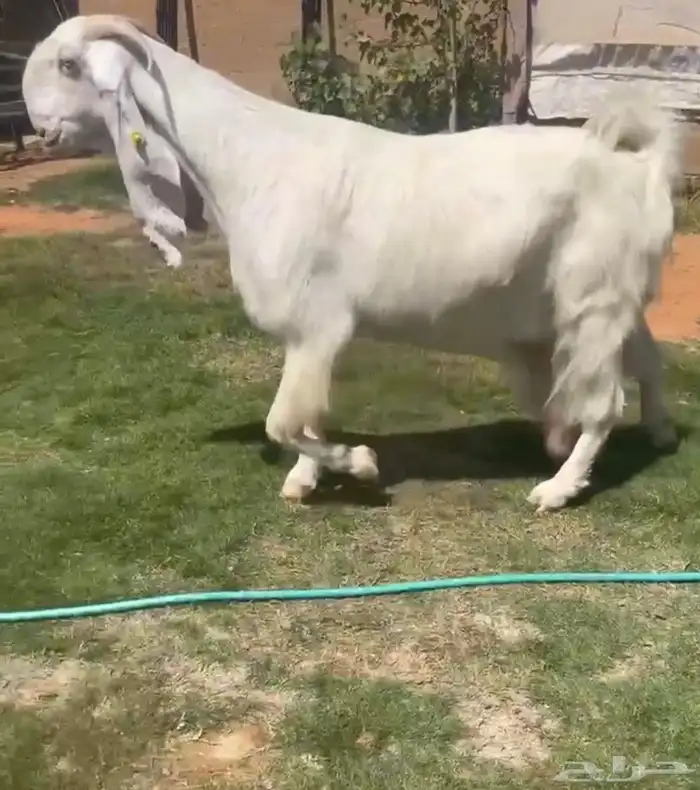 عنز مطوره بيضا 1