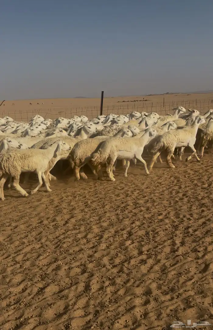 غنم حريه حرش للبيع 0