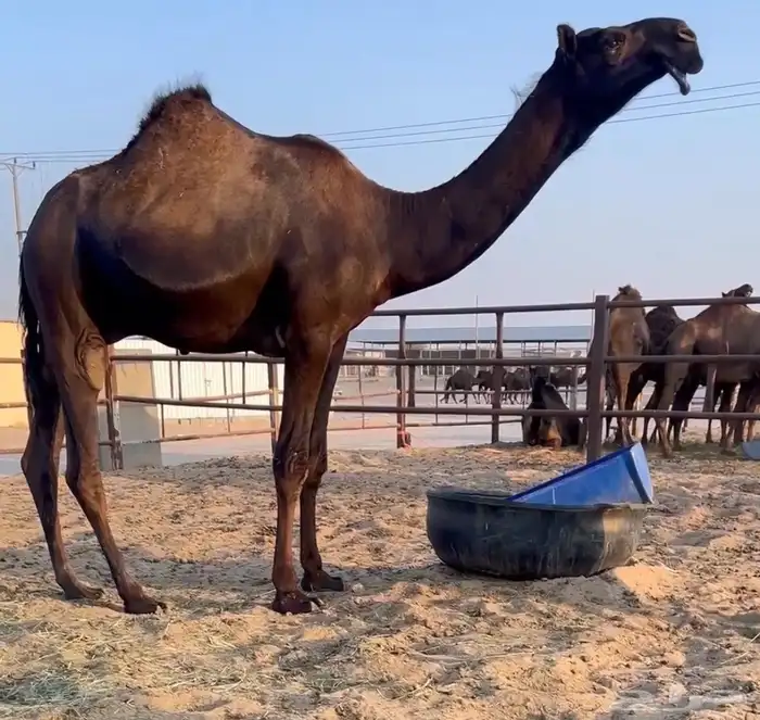 قعود فحل مجهم 0