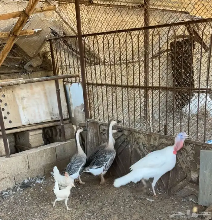 رومي ووز عراقي 0