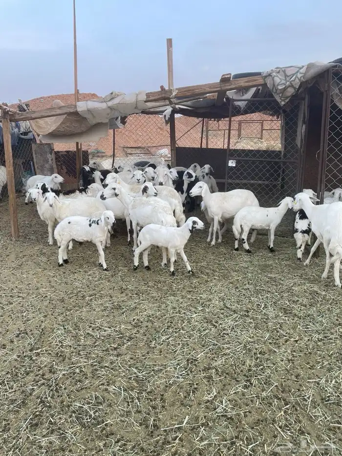 ضان للبيع 0