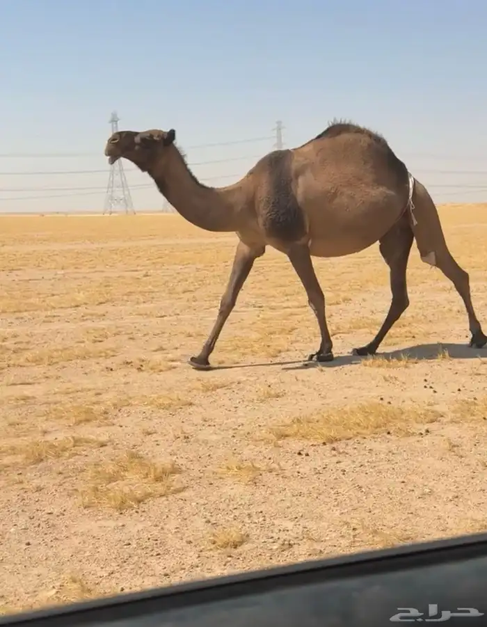 تم البيع 0