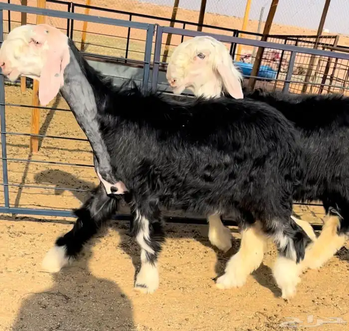 رخل وطلي نجد خصم منوة القناي 3