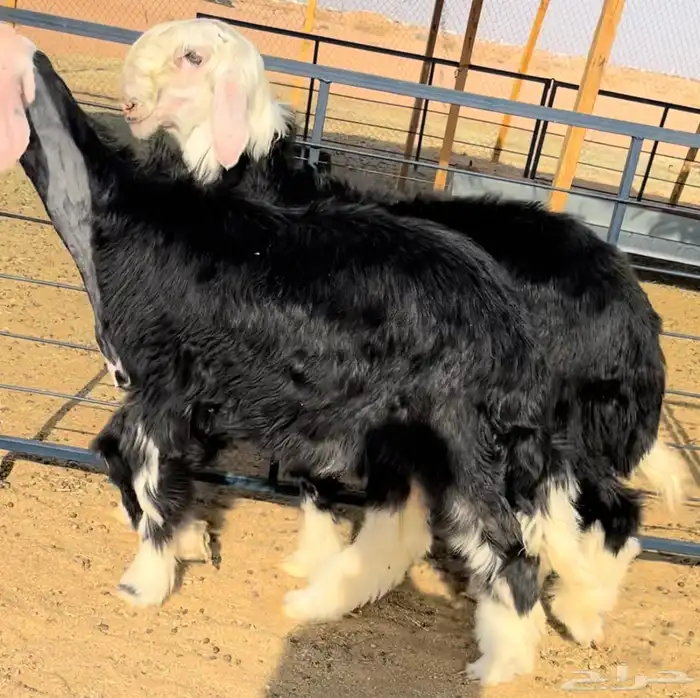 رخل وطلي نجد خصم منوة القناي 2