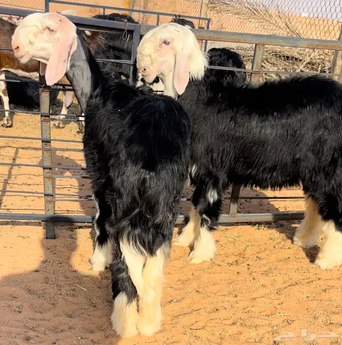 رخل وطلي نجد خصم منوة القناي 0