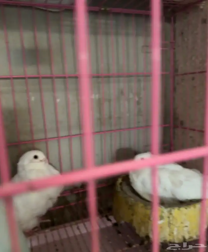 حمام مشكل 0