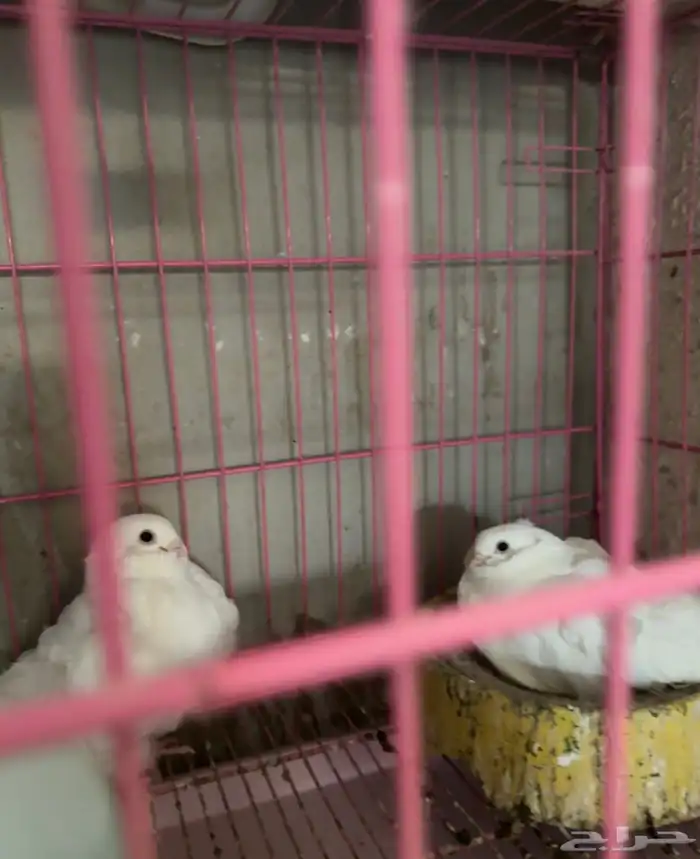 حمام مشكل 1