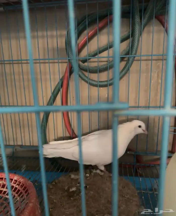 حمام مشكل 4
