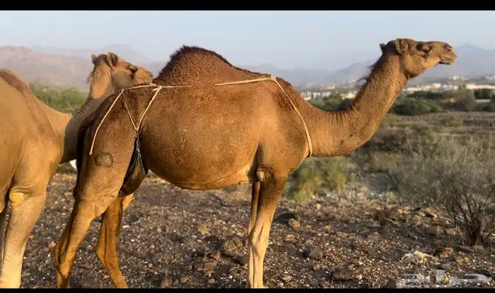 ابل للبيع 11 5