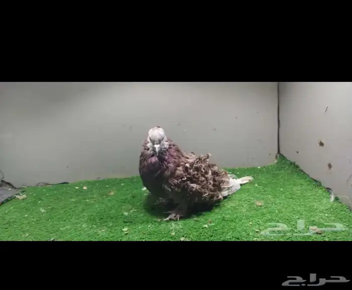 ذكر حمام مفتل 0