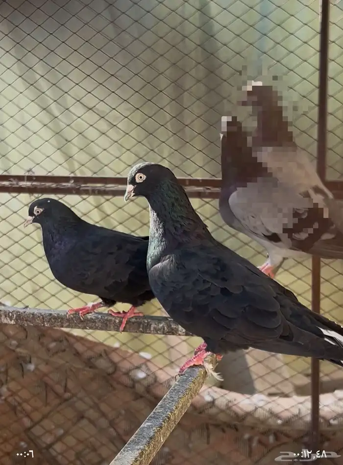 للبيع جوز قطيفي 0