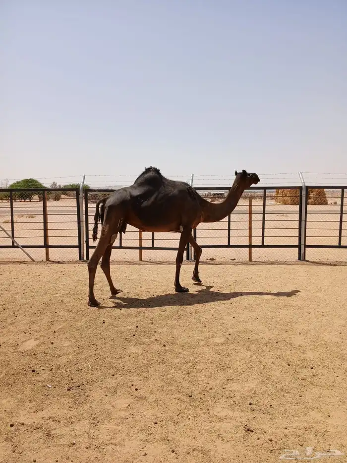لقحه وبنتها معها 7