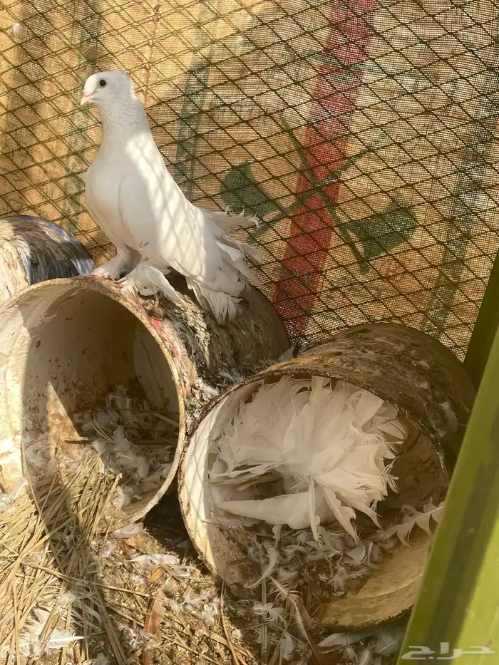 حمام رقاص 4