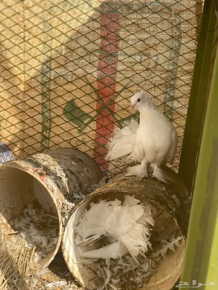 حمام رقاص 2