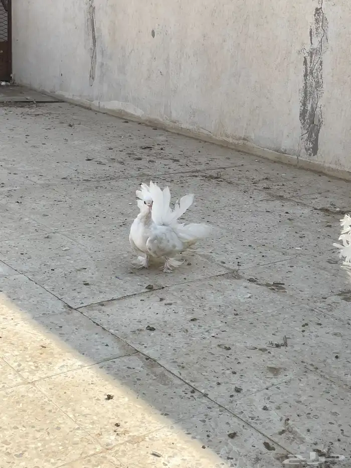 حمام رقاص 8