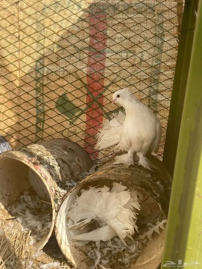 حمام رقاص 6