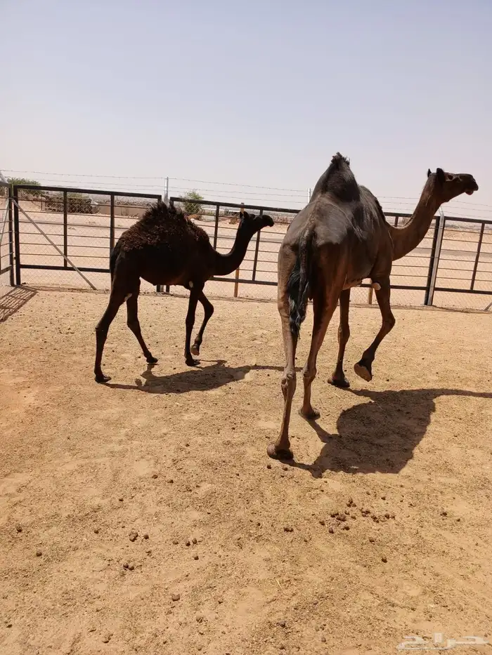 لقحه وبنتها معها 15