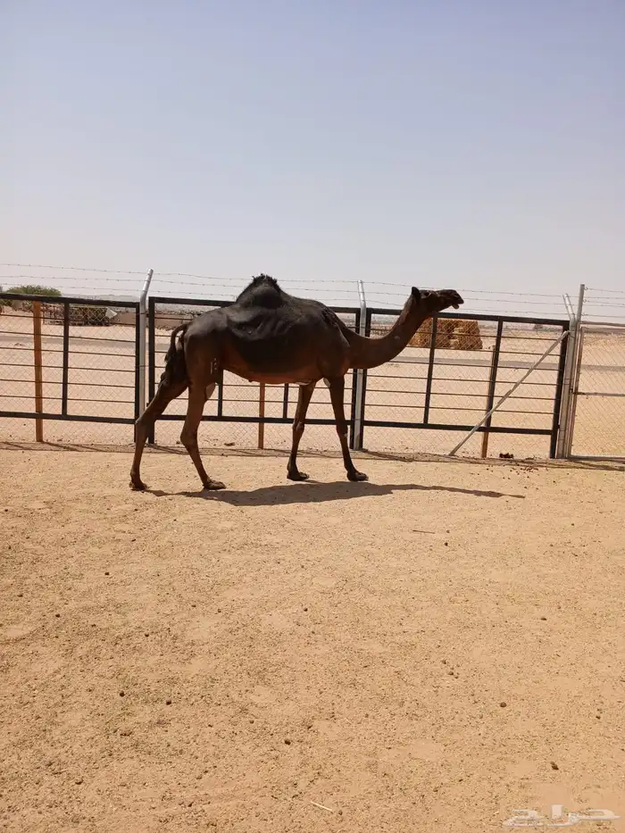 لقحه وبنتها معها 5