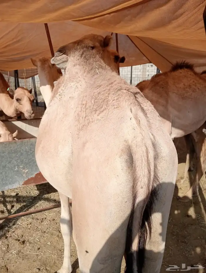 مرابي قعدان وتيوس لأصحاب الجمله والتفريد 8